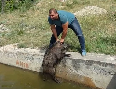 Βίντεο: Σώζει από πνιγμό ένα κοπάδι από αγριογούρουνα με τα χέρια του